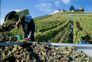 wine-harvest_400