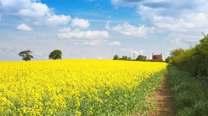 CRISI: I GIOVANI TORNANO ALL’AGRICOLTURA