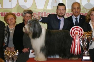 vincitore expo canina 2013